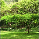 walk-in-waimea-068